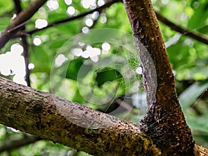 Spider cobweb with water droplets on a branch of tree in a forest