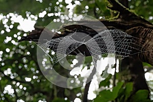 Spider cobweb with water droplets in a forest