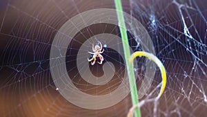 Spider in Cobweb or Web