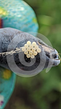 spider cocoon on a berry