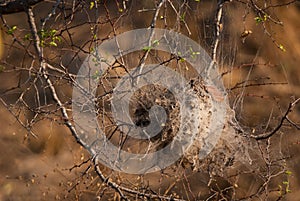 Spider community nest