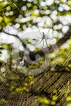 Spider on complete web hung among the trees