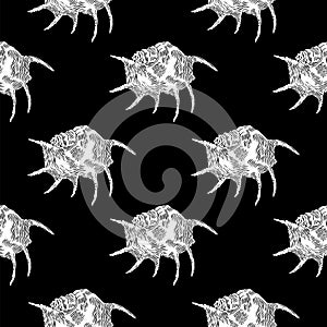 Spider conch or Lambis Seashell. Hand-drawn collection of seamless patterns. Vector illustration.