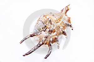 Spider Conch Seashell