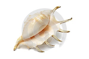 Spider Conch Seashell