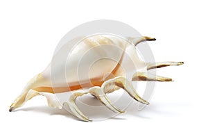 Spider Conch Seashell