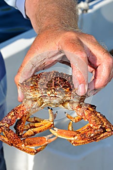 Spider Crab