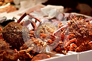 Spider crab, fish market in Italy