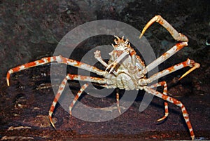 Spinne krabbe innen 