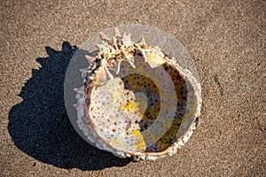 Spider Crab shell on the sand at Broad Haven