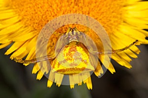 Spider Crab (Thomisus Onustus)