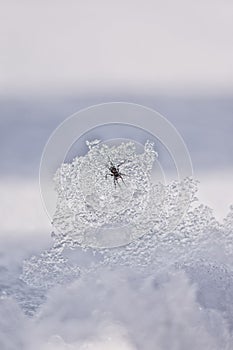 Spider crawling on ice and snow