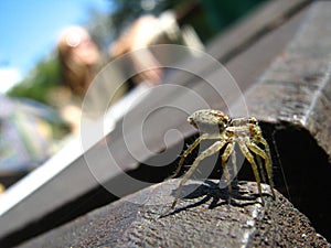 Spider crawling outdoors