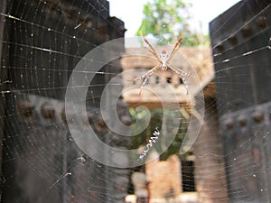 Spider crawling on the web at an old house selective focus blurred background