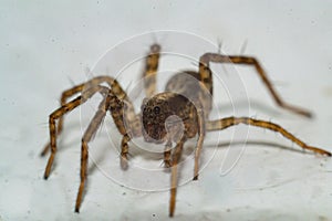 A spider crawling on white