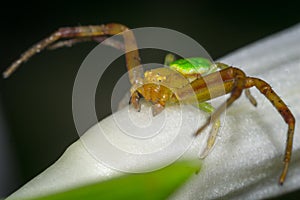 A spider crawling on white