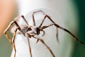 A spider crawling on white