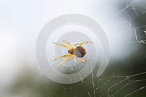 A spider crawling on white