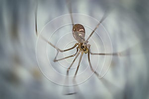 A spider crawling on white