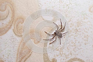 A spider crawls on the wall in the house.