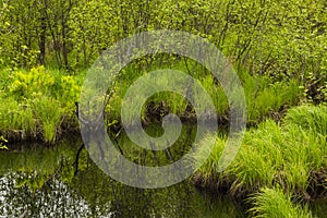 Spider Creek Wetland