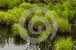 Spider Creek Wetland