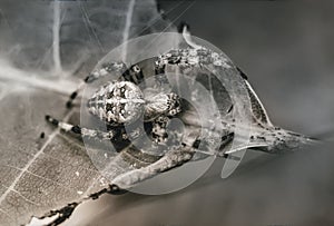 Spider-cross close-up