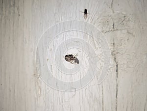 Spider crusader caught fly and eats. Spider Predator