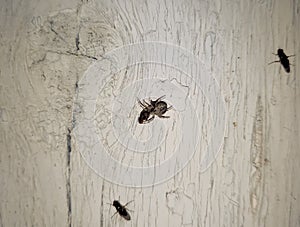 Spider crusader caught fly and eats. Spider Predator