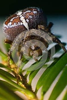 Spider crusader close up