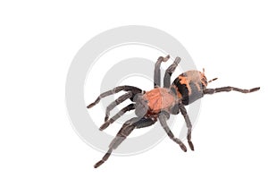 Spider Cyclosternum Davus Fasciatum