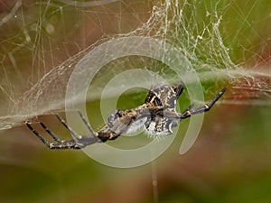 Spider cyrtophora citricola hanging from its cobweb