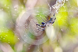 A spider(Cyrtophora moluccensis) is eating an insect on its web photo