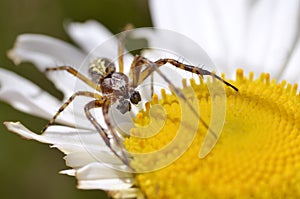 Spider on daisy flower photo