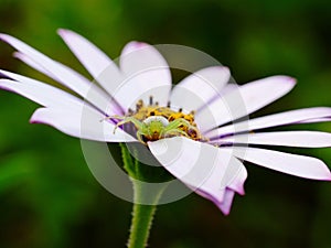 Spider on daisy