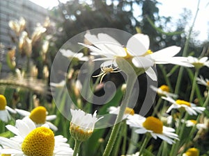 Spider on daisy petal