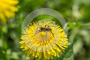 Spider and dandelions