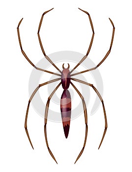 Spider. Dangerous wild insect symbol. Spooky, scary, horror design element. Use for printing, banner drawing or print photo