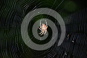 Spider on dark background