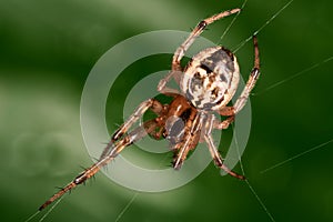 Spider in the dark green backgound