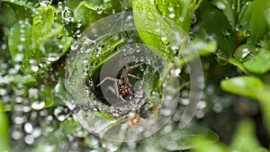 Spider defend its nest