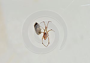 a spider devouring its prey photo