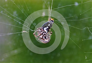 a spider devouring its prey photo