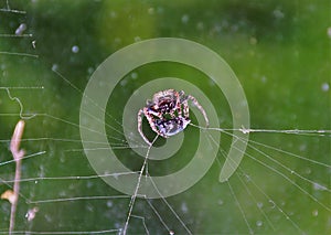 a spider devouring its prey photo