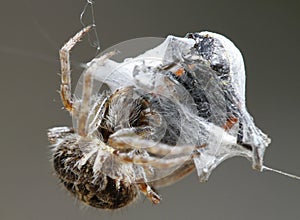 Spider and devouring trapped prey