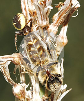 Spider and devouring trapped prey over a flower vertical