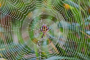 Spider in Dew Covered Web