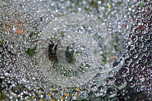 Spider on a dew covered web