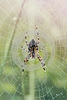 Spider on dewy web