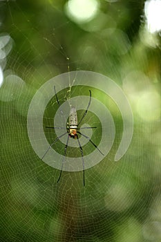 Spider on dewy web